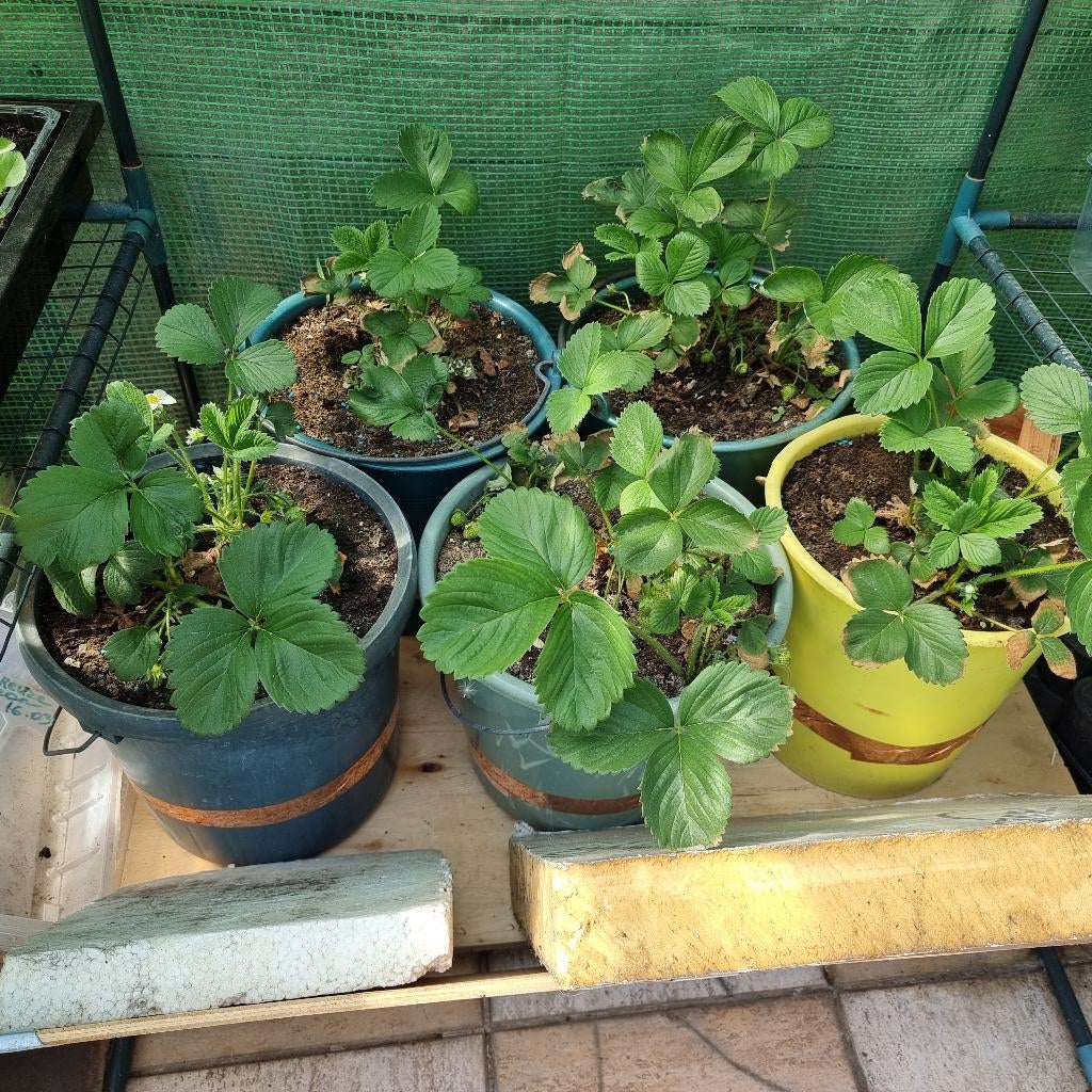 Meerjarige aarbeien planten in emmer, 3€/st, 10€ alle vijf, Tuin en Terras, Planten | Tuinplanten, Vaste plant, Fruitplanten, Lente