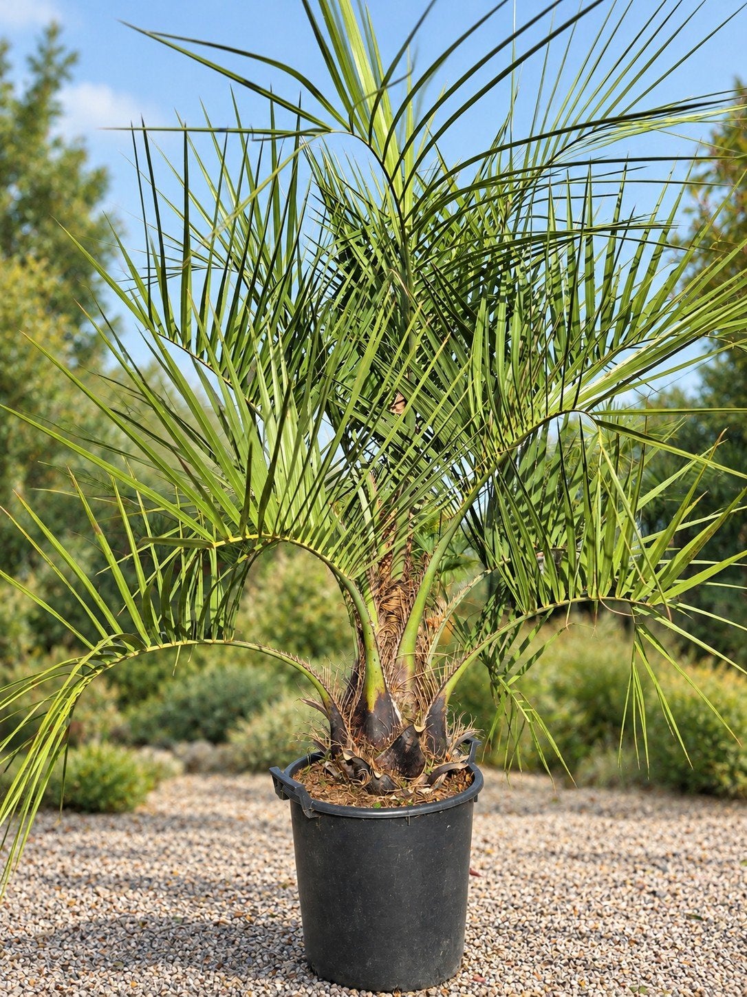 Palmboom Butia Capitata - Geleipalm, Tuin en Terras, Ophalen