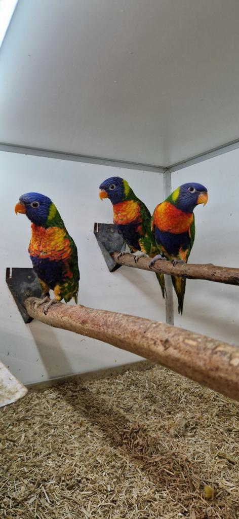 3 mooie jongen loris van de blauwe bergen., Dieren en Toebehoren, Vogels | Parkieten en Papegaaien, Mannelijk, Parkiet, Geringd