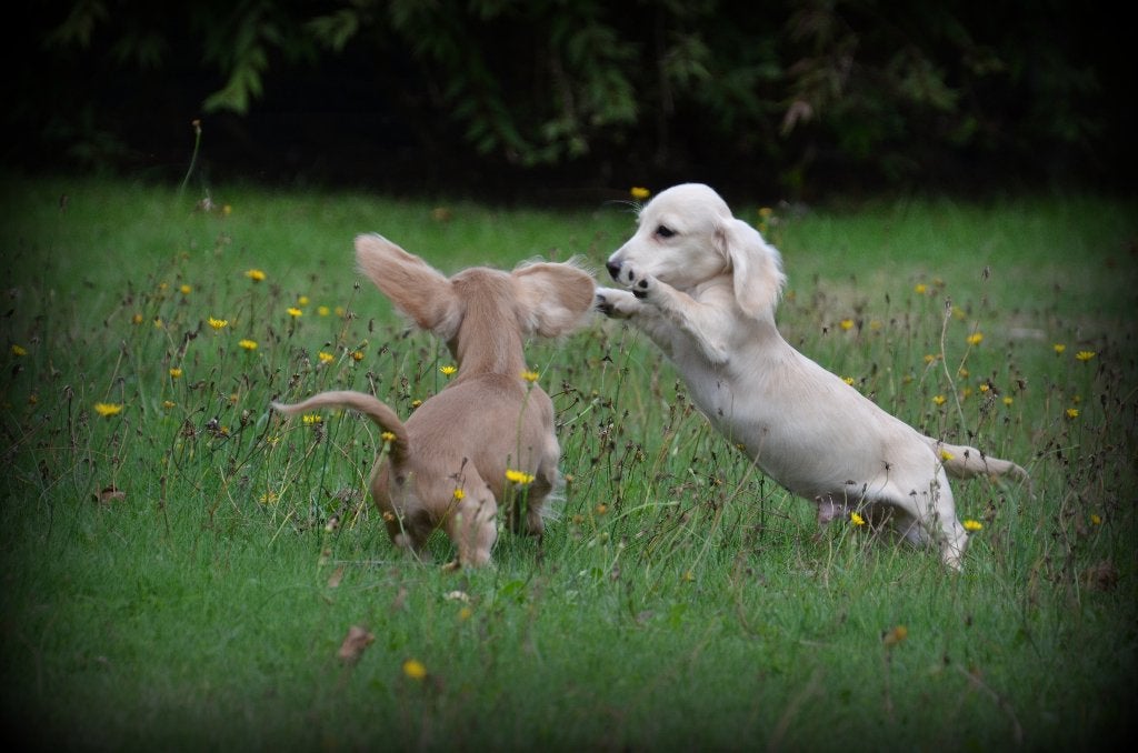 Teckel pups blond, Dieren en Toebehoren, België, Reu, CDV (hondenziekte), 8 tot 15 weken