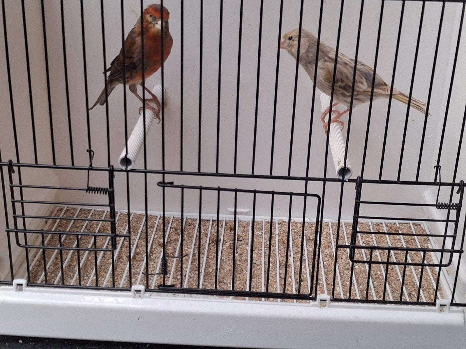 Kweekkoppel roodagaat/agaat, Dieren en Toebehoren