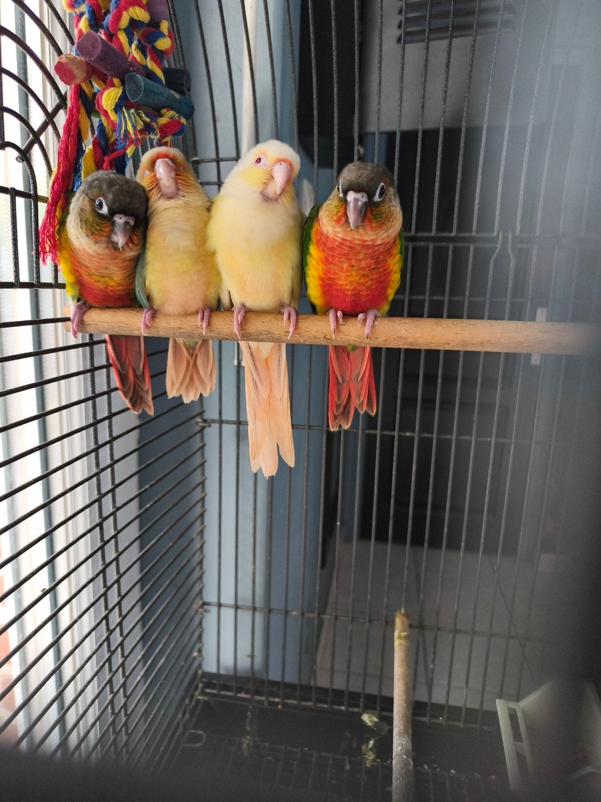 jeunes molinae eam, Animaux & Accessoires, Oiseaux | Perruches & Perroquets, Bagué