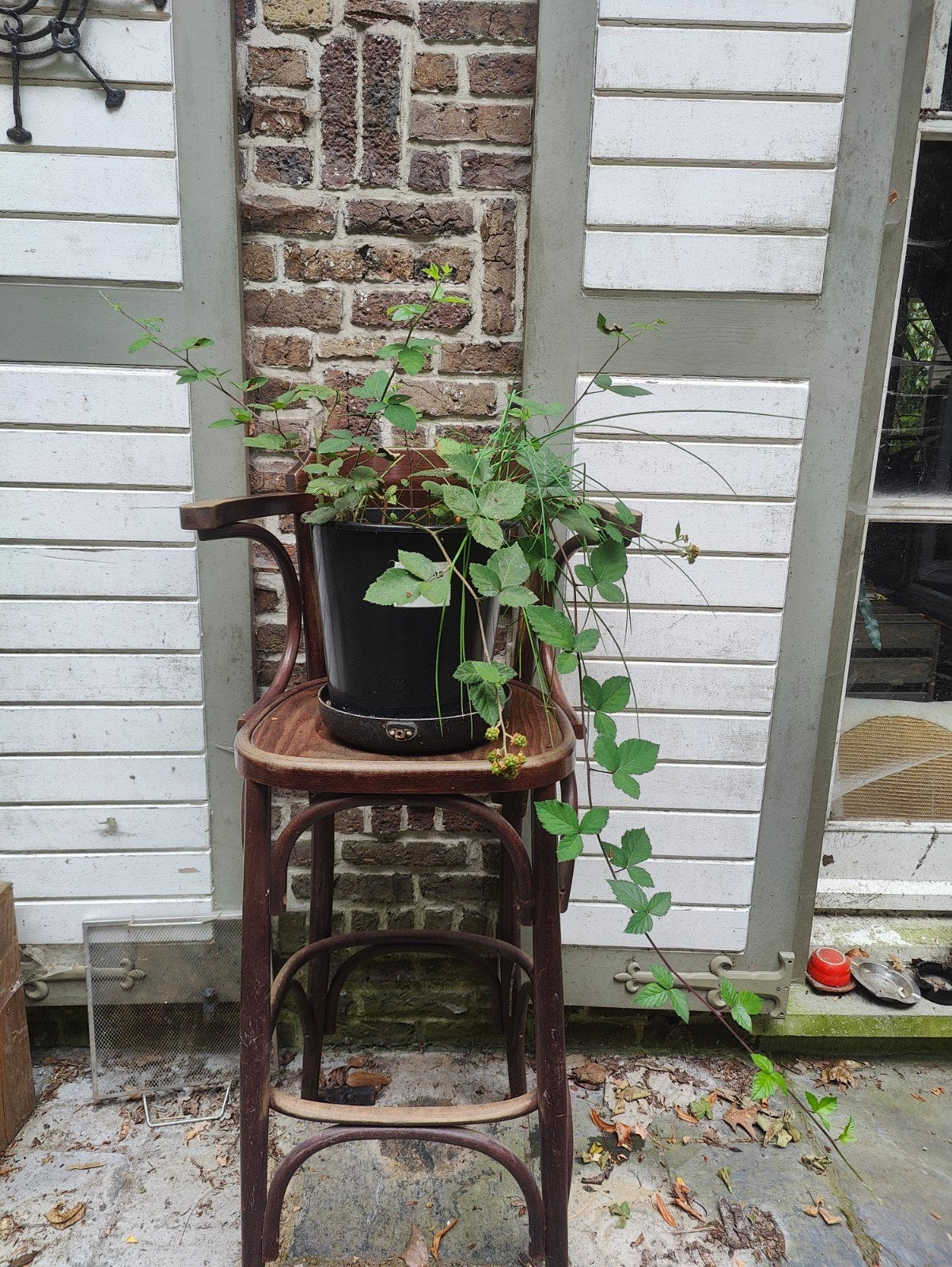 Bio doorenloze braam, Tuin en Terras, Planten | Bomen, Ophalen