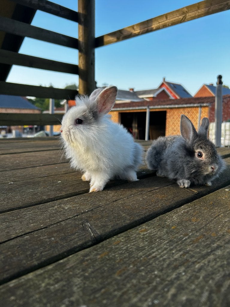 dwergkonijnen, Plusieurs animaux, Nain, 0 à 2 ans