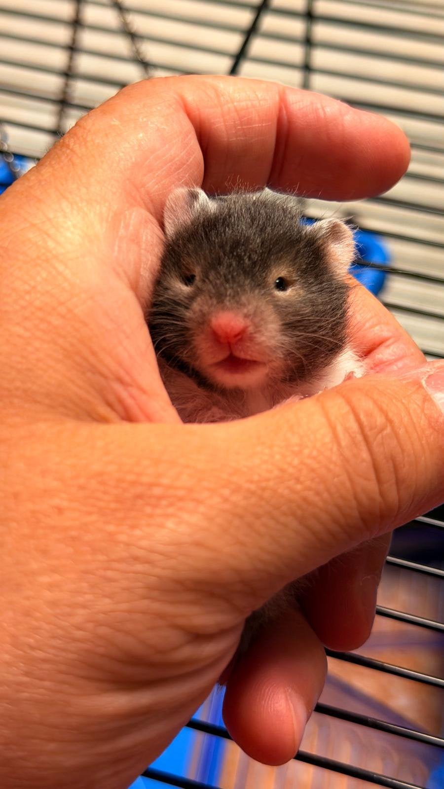 Langharige goudhamster + kooi, Dieren en Toebehoren, Hamster, Juli, Vrouwelijk, Tam