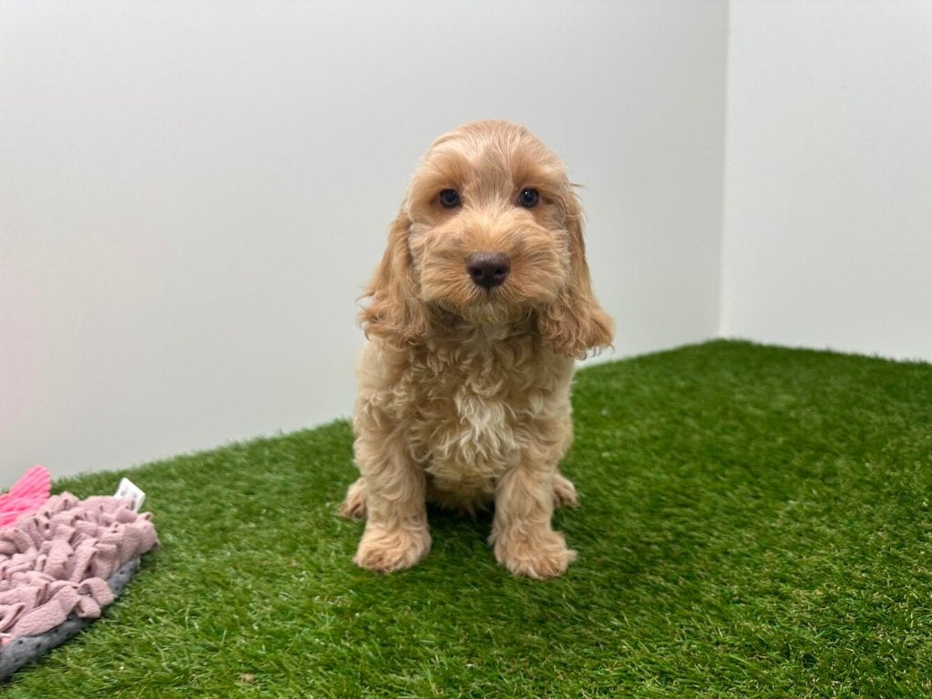 Nestje Cockapoo pups 2, Dieren en Toebehoren, Honden | Niet-rashonden, Meerdere dieren, Fokker | Professioneel, Meerdere, België