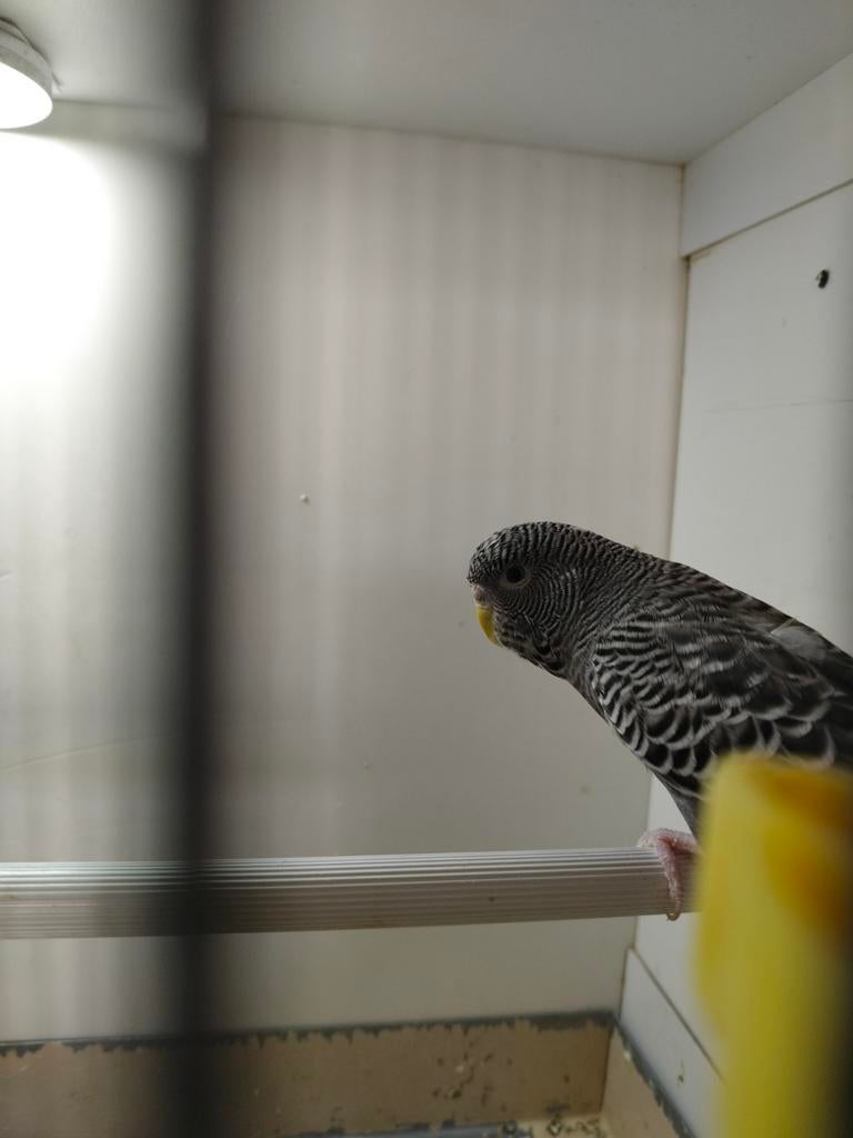 Black fece antracite, Animaux & Accessoires, Oiseaux | Perruches & Perroquets, Femelle