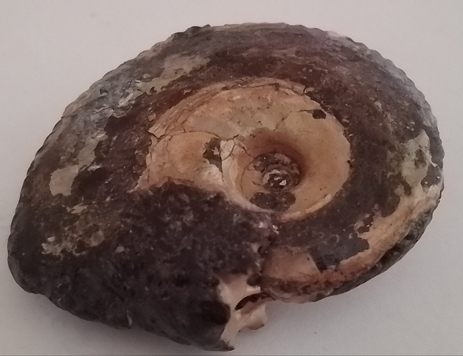 Magnifiquement préparé (AMMONITE FOSSILE 23-60 GRAMMES), Collections, Envoi, Fossile