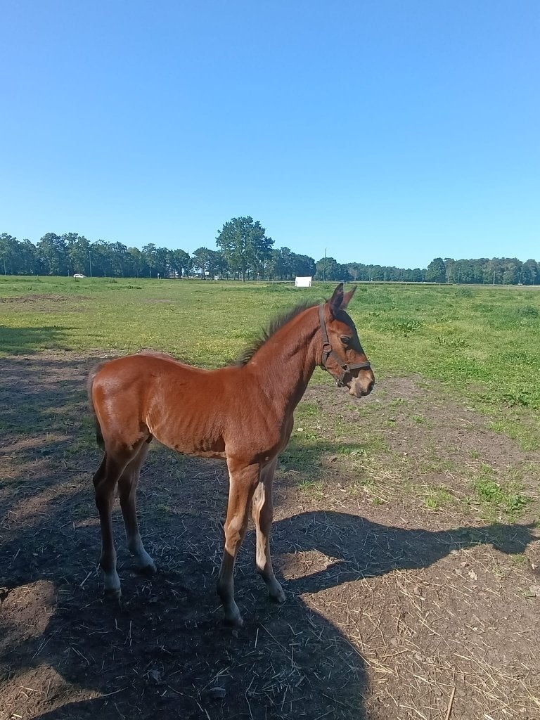 Krachtig hengstenveulen, Springpaard, Met stamboom, 0 tot 2 jaar, Hengst