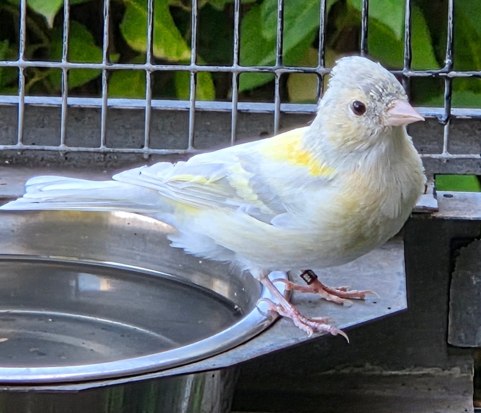 Pinsons osseux, agate, opale, Animaux & Accessoires, Oiseaux | Oiseaux Autre