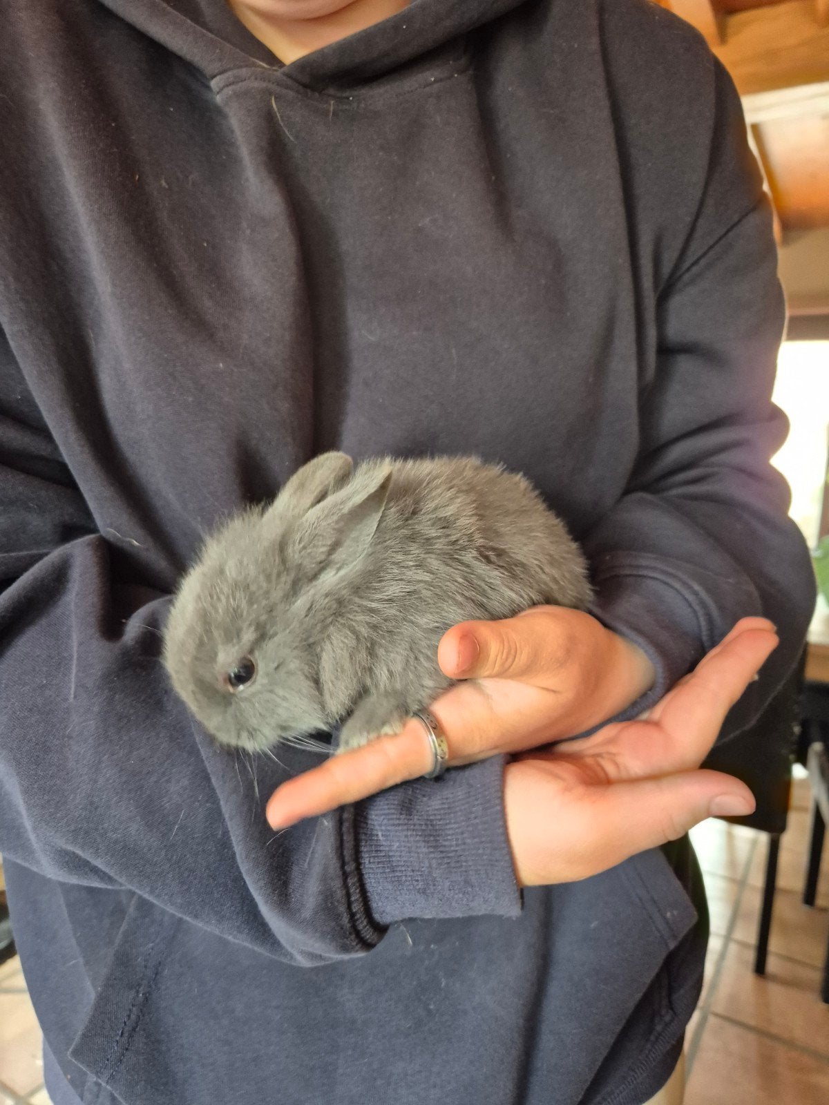 dwergkonijntje  gratis nog 1 beschikbaar 10 weken oud, Dieren en Toebehoren, Konijnen, 0 tot 2 jaar
