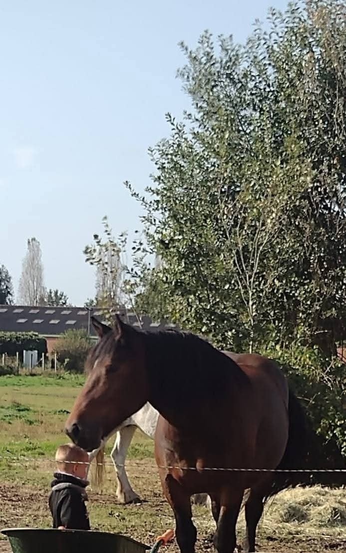 Prachtige en lieve koudbloed mix merrie te koop, Animaux & Accessoires, Chevaux, Jument