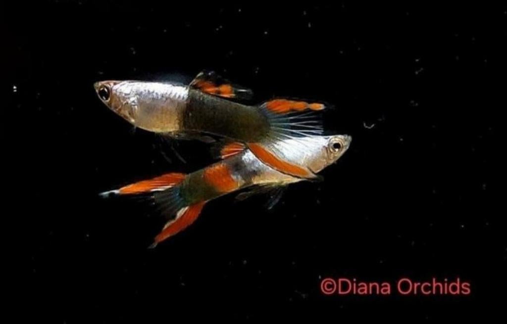Guppy Endler Silverado Black Flame * Oudenbourg, Animaux & Accessoires, Poisson