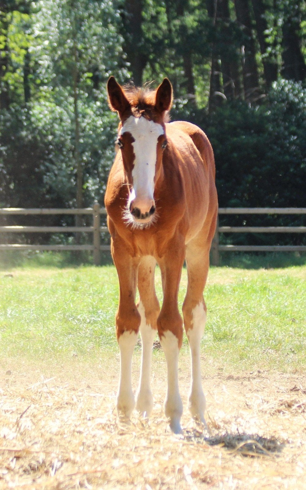 merrieveulen 2026 van Ambassador Z, Jument, Non dressé, Cheval de saut, 0 à 2 ans