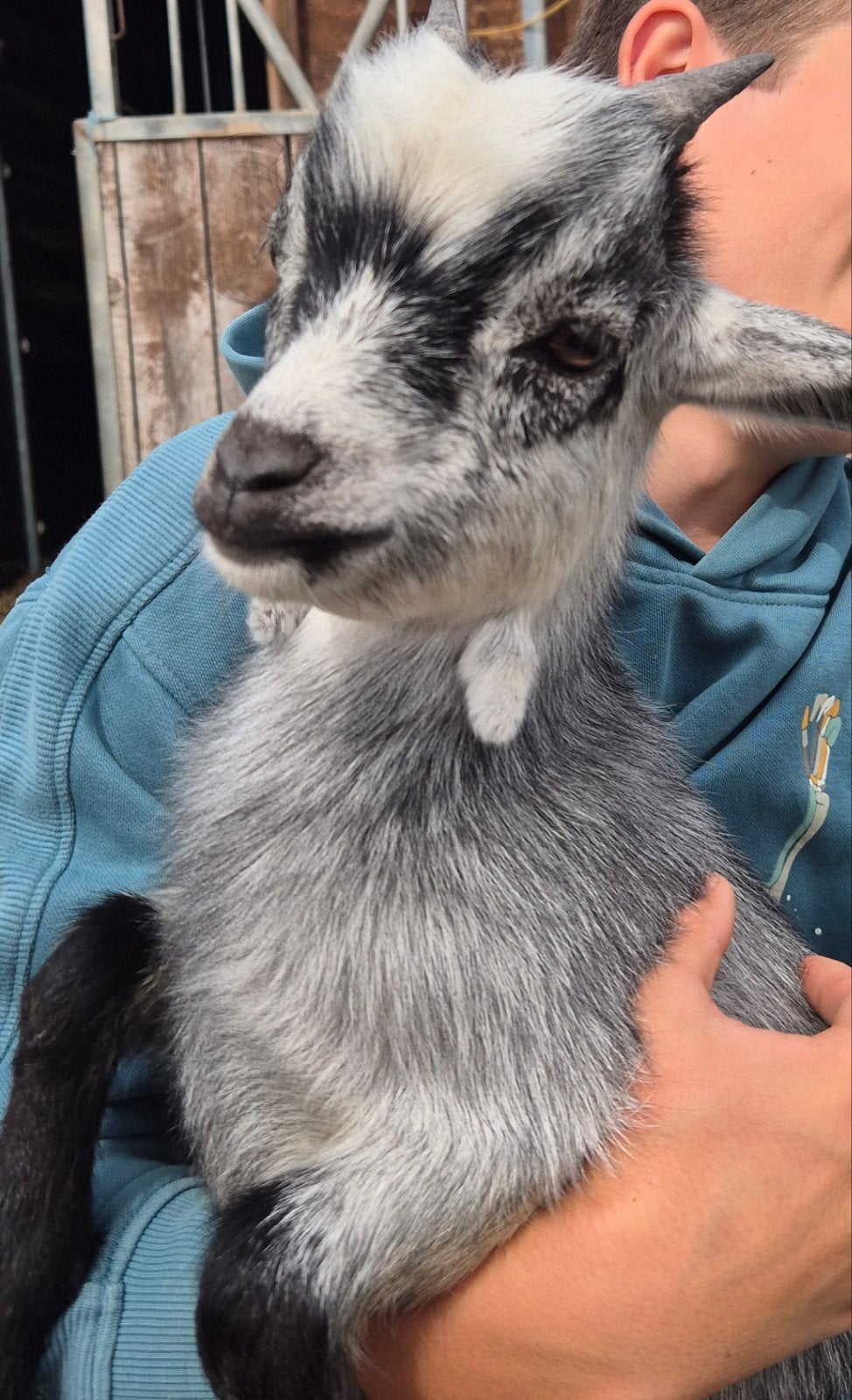blauwschimmel dekbok dwerggeit, Dieren en Toebehoren, Schapen, Geiten en Varkens