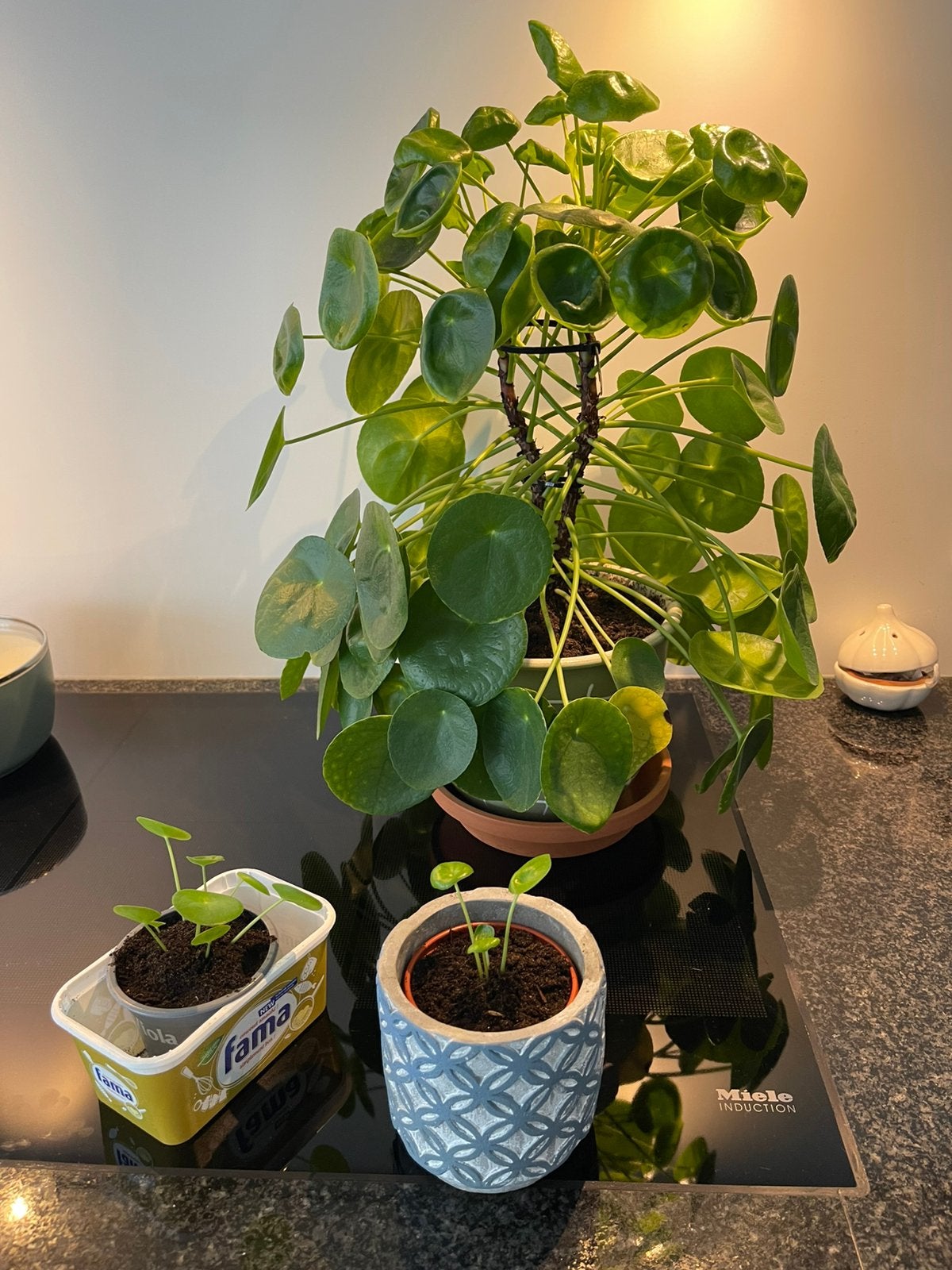 Prachtige Pannenkoekenplant (Moederplant + 2 Stekken), Enlèvement ou Envoi, Autres espèces