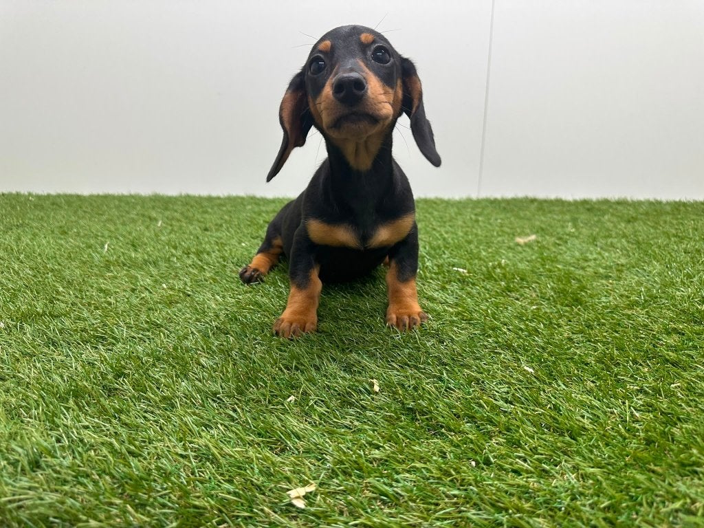 Gladharige Dwergteckel pups, Parvo, België, 8 tot 15 weken, Korthaar