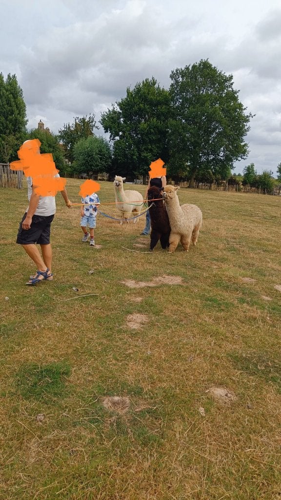 alpaca's tam halstermak - kan je mee wandelen, Dieren en Toebehoren, Schapen, Geiten en Varkens, Meerdere dieren, Schaap, 0 tot 2 jaar