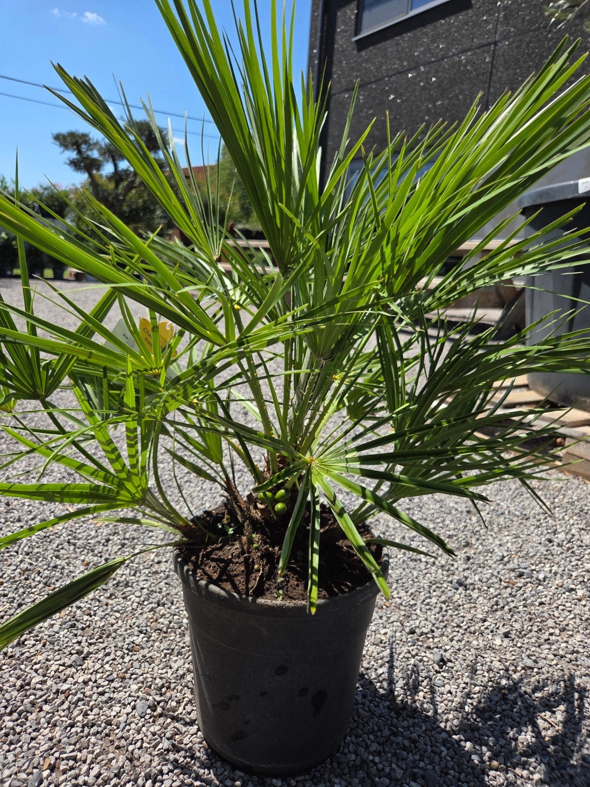 Europese dwergpalm Chamaerops Humilis, Tuin en Terras, Ophalen