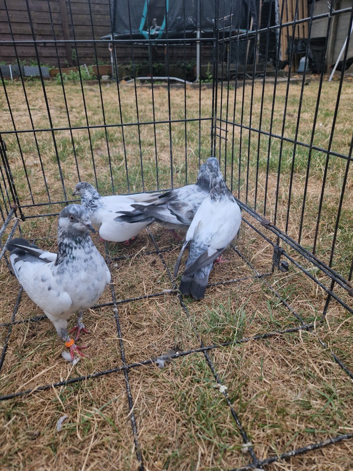 5 pakistaanse hoogvliegers allemaal samen 45 euro, Dieren en Toebehoren