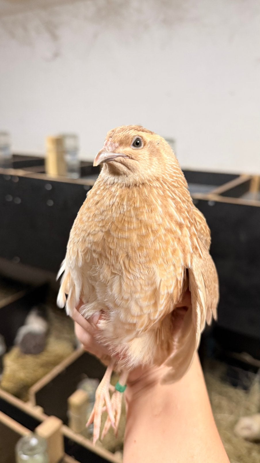 Verschillende mannelijke Japanse kwartels, Dieren en Toebehoren, Vogels | Overige Vogels, Mannelijk, Tam