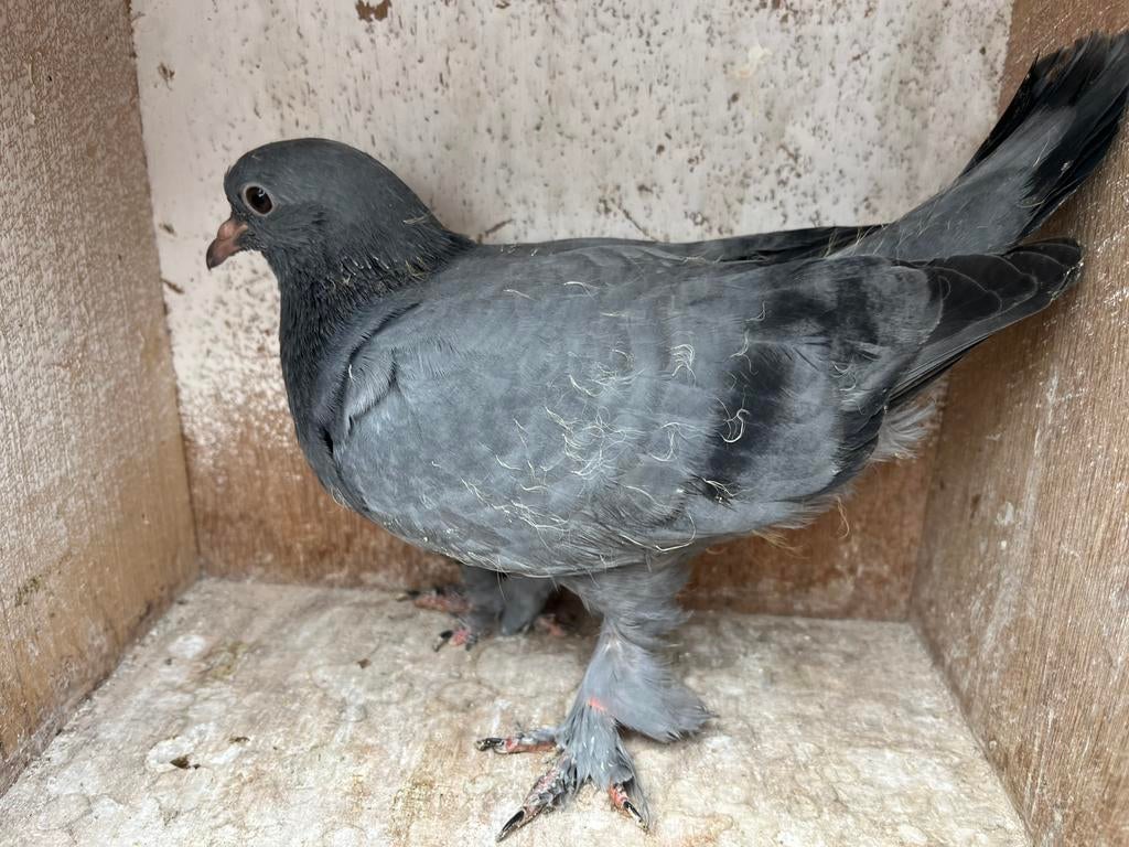 Takla, Sexe inconnu, Pigeon culbutant ou Roller