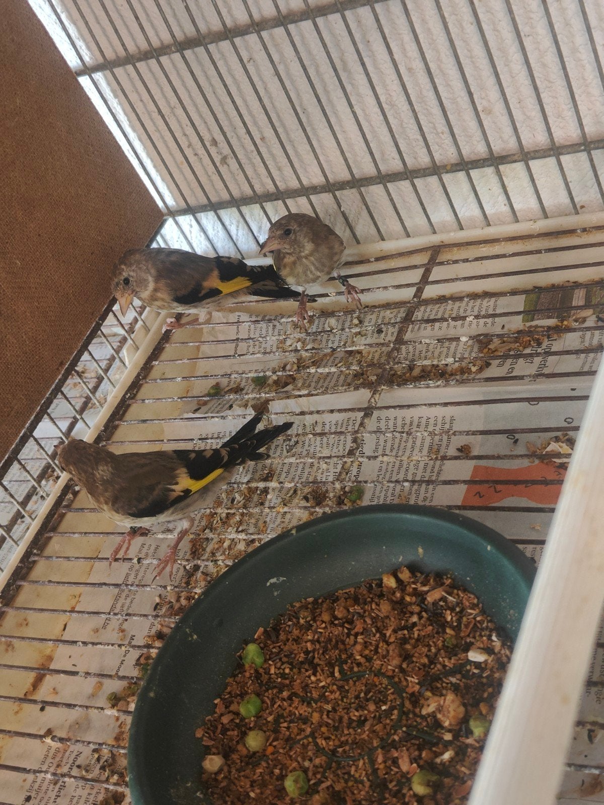 Jeunes chardonneret parva 2026, Animaux & Accessoires, Oiseaux | Oiseaux Autre
