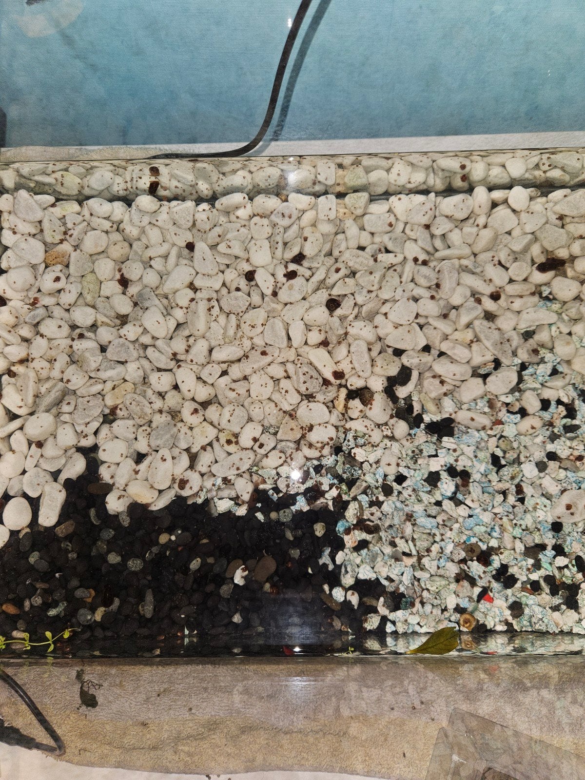 baby/volwassen slakjes te koop, Dieren en Toebehoren, Slak of Weekdier