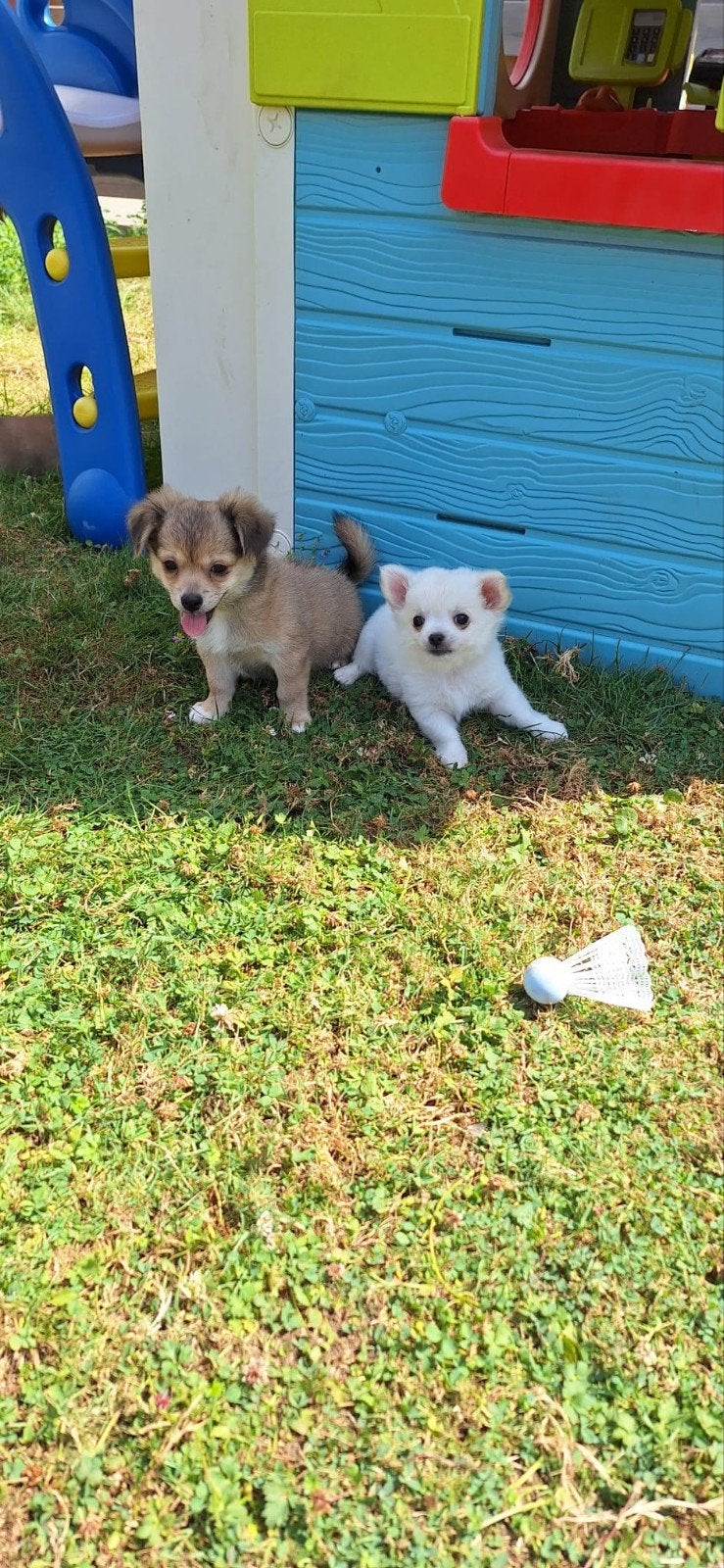 Chihuahua pups, Belgique, Plusieurs, Chihuahua, Hépatite contagieuse (maladie de Rubarth)