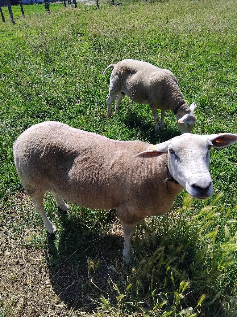 schapen ooi te koop, Animaux & Accessoires, Femelle, Mouton, 6 ans ou plus