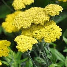 Achillea 'Cloth of Gold', Tuin en Terras, Planten | Tuinplanten, Ophalen, Vaste plant, Bodembedekkers, Volle zon