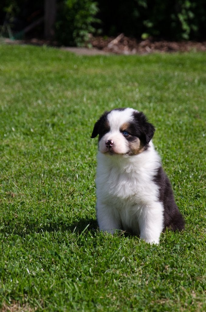 Tricolor Australische herder pups geboren op boerderij, Dieren en Toebehoren, België, Particulier, Reu, CDV (hondenziekte)