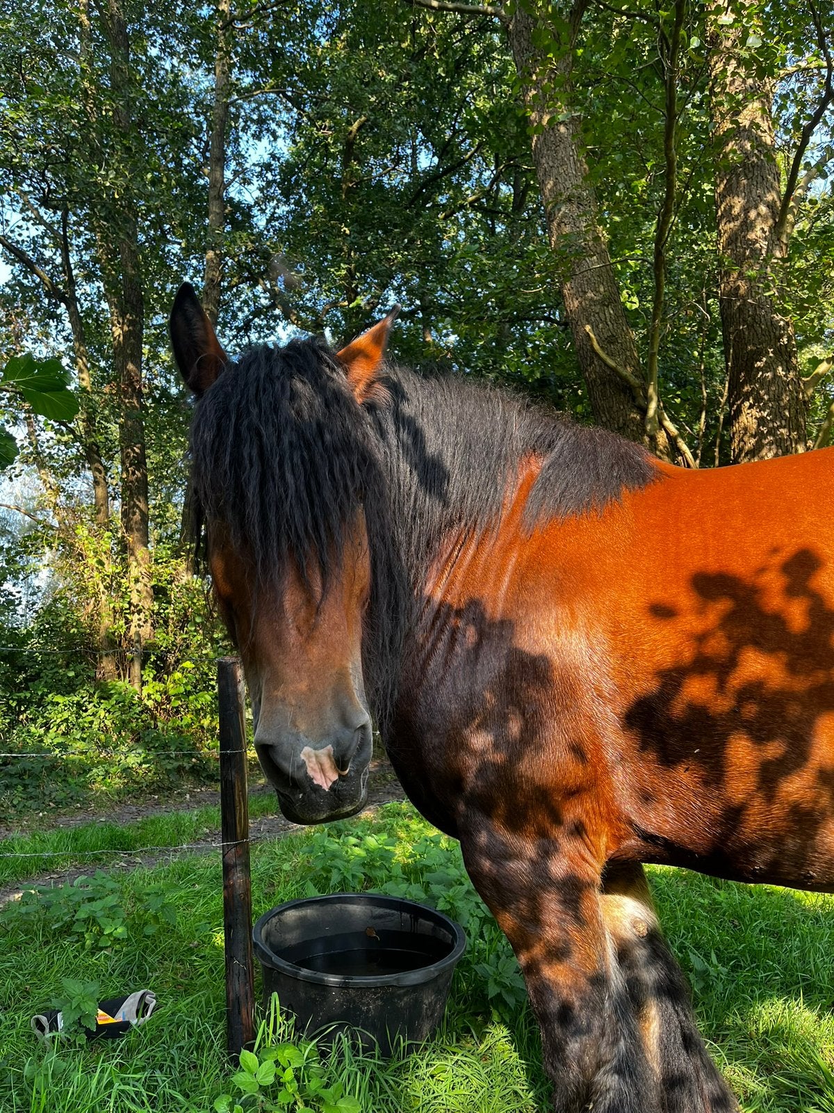 Belgisch trekpaard merrie, Animaux & Accessoires, Chevaux, Jument, Z