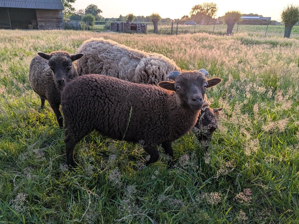 Ouessant ramlam, Dieren en Toebehoren, Mannelijk, Schaap, 0 tot 2 jaar
