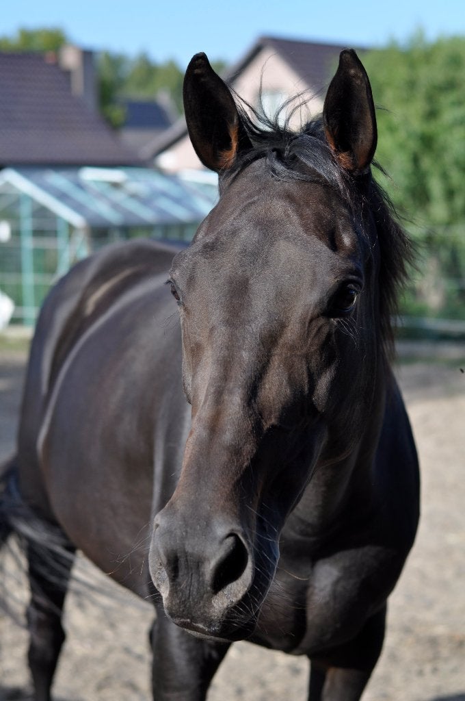 Lieve merrie: weidemaatje/projectpaard/draagmerrie/fokmerrie, Dieren en Toebehoren, Merrie, 160 tot 165 cm, Met stamboom, 7 tot 10 jaar