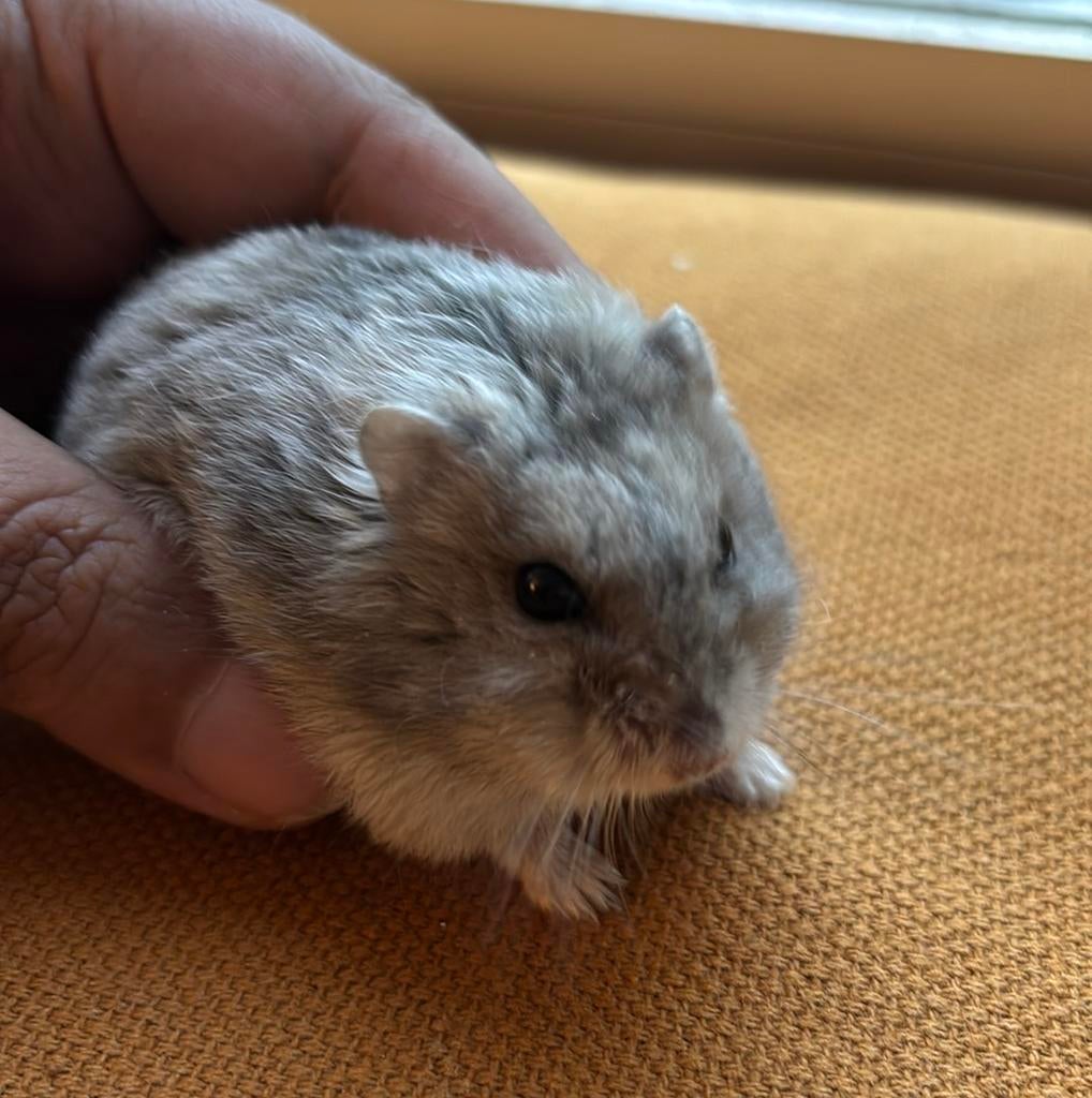 Schattige Dwerghamster, Dieren en Toebehoren, Hamster, Vrouwelijk, Tam, Oktober