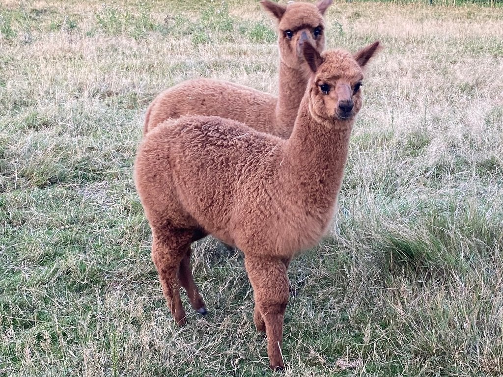 Mooie alpaca merrie veulen geboren 5 juni 2026., Juin, Plusieurs animaux