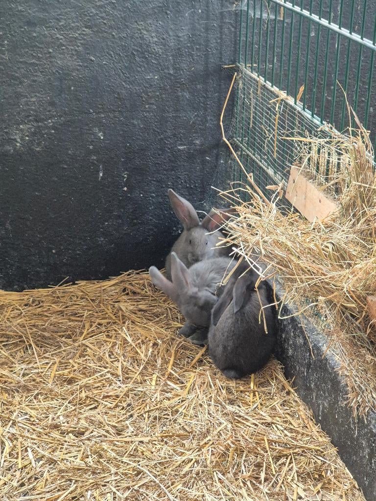Vlaamse reus jongen, Meerdere dieren, Groot, 0 tot 2 jaar