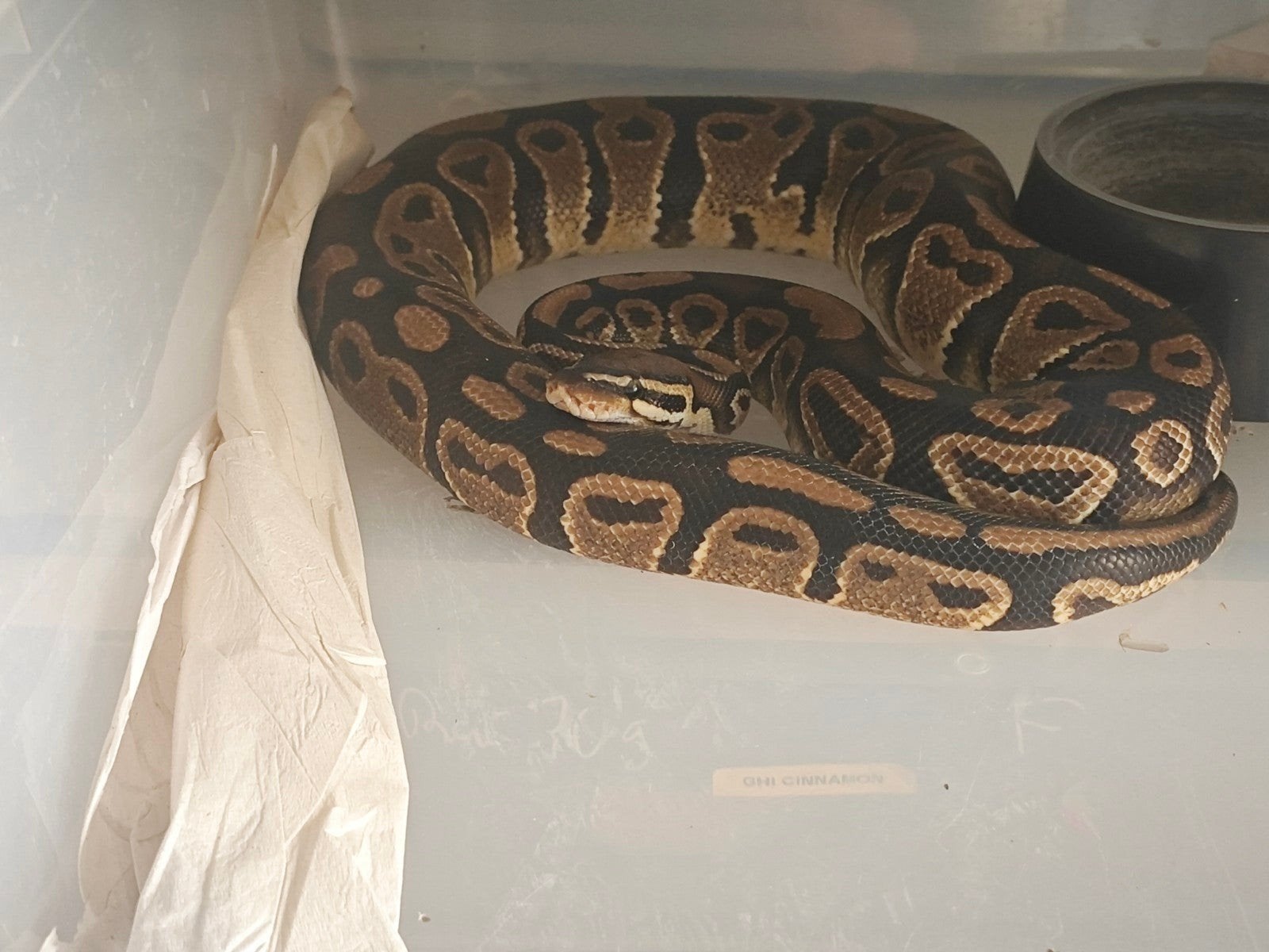 Pythons Regius Ball Python photo 4