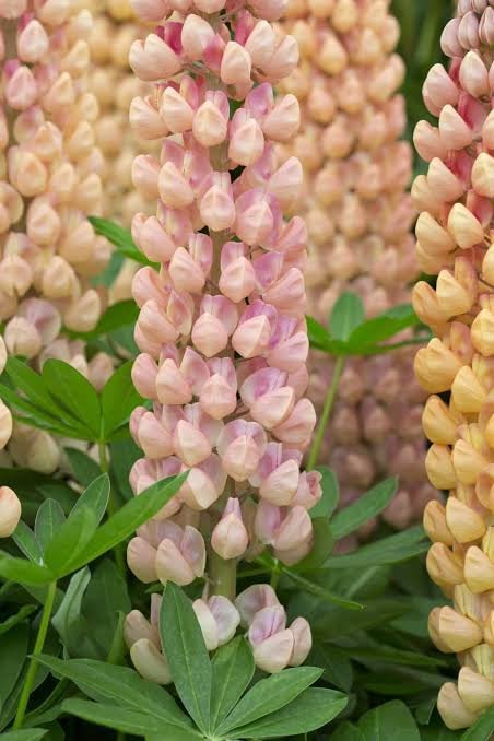 Zaden van zalmroze lupine, Tuin en Terras, Bloembollen en Zaden, Ophalen of Verzenden, Zaad