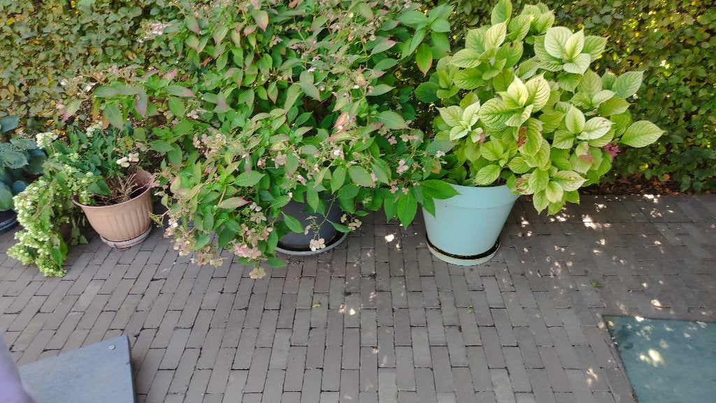 hortensia's, Tuin en Terras, Planten | Struiken en Hagen, Ophalen, Hortensia, Struik