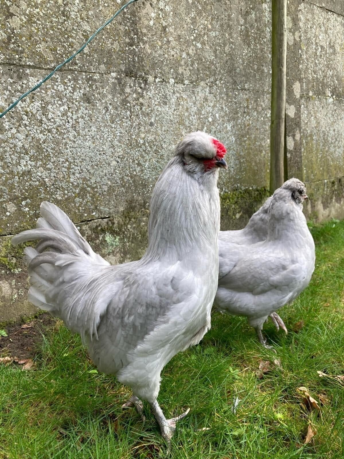 GEZOCHT araucana britisch lavender, Dieren en Toebehoren, Pluimvee