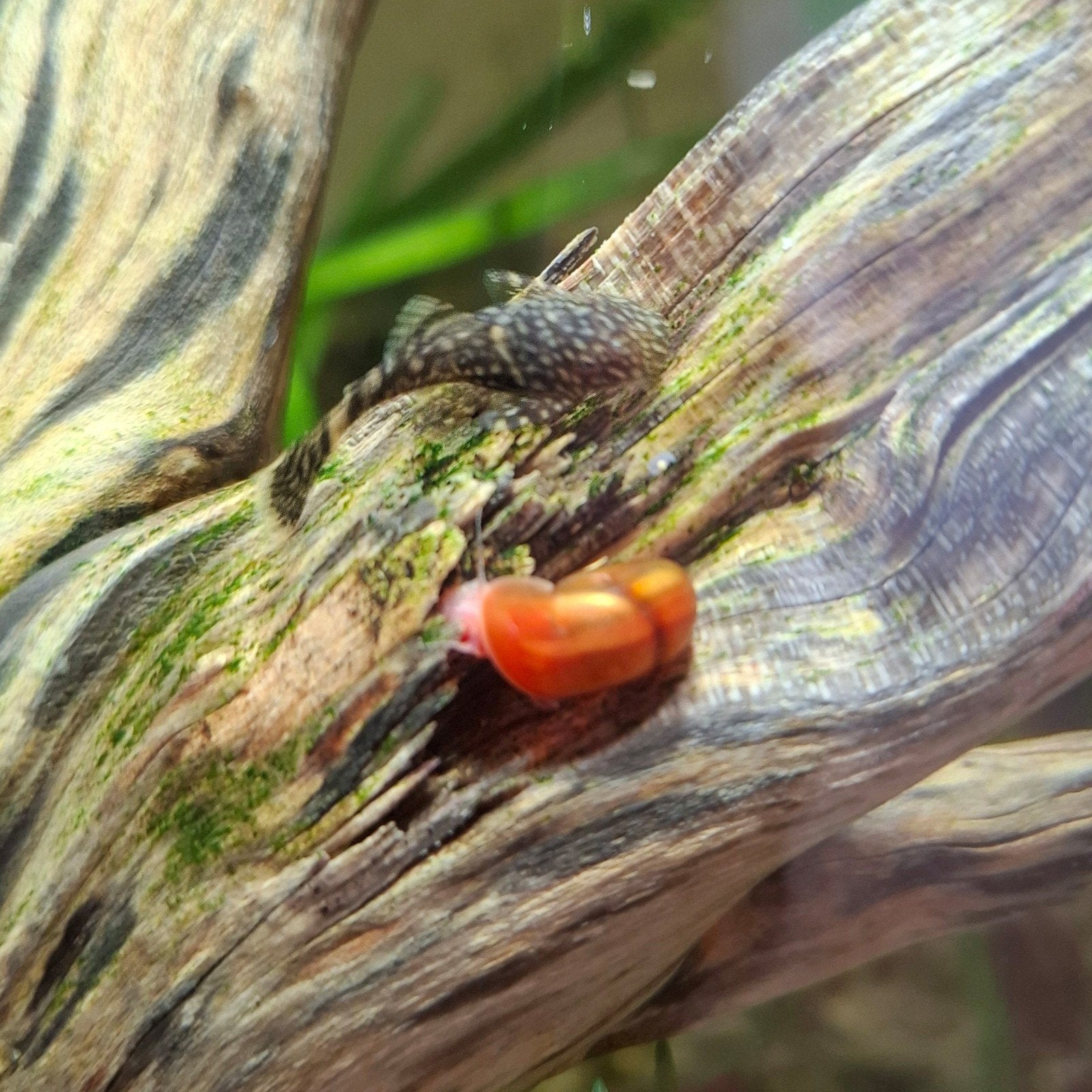 ancistrus jongen, Dieren en Toebehoren