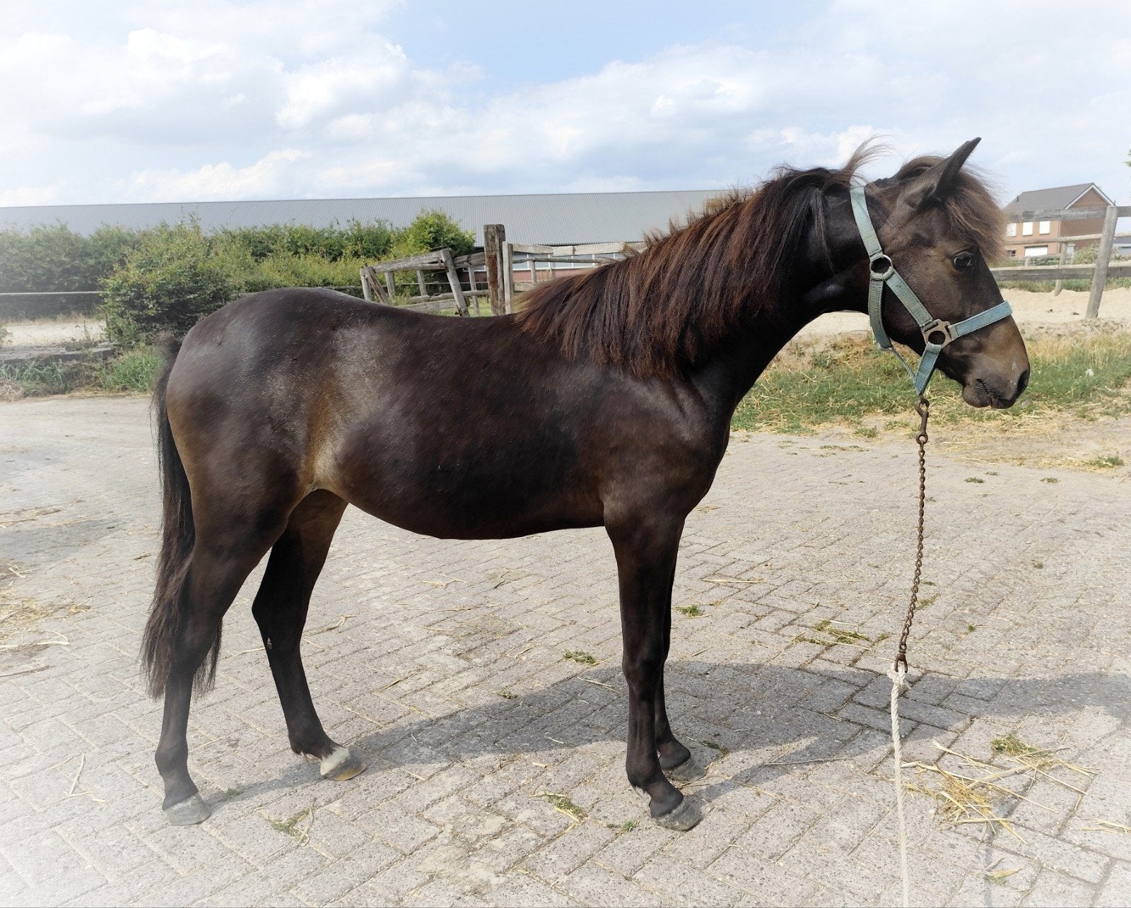 Mega schattige en lieve appaloosa C pony !, Dieren en Toebehoren, Merrie, Springpony, 0 tot 2 jaar, C pony (1.27m tot 1.37m)