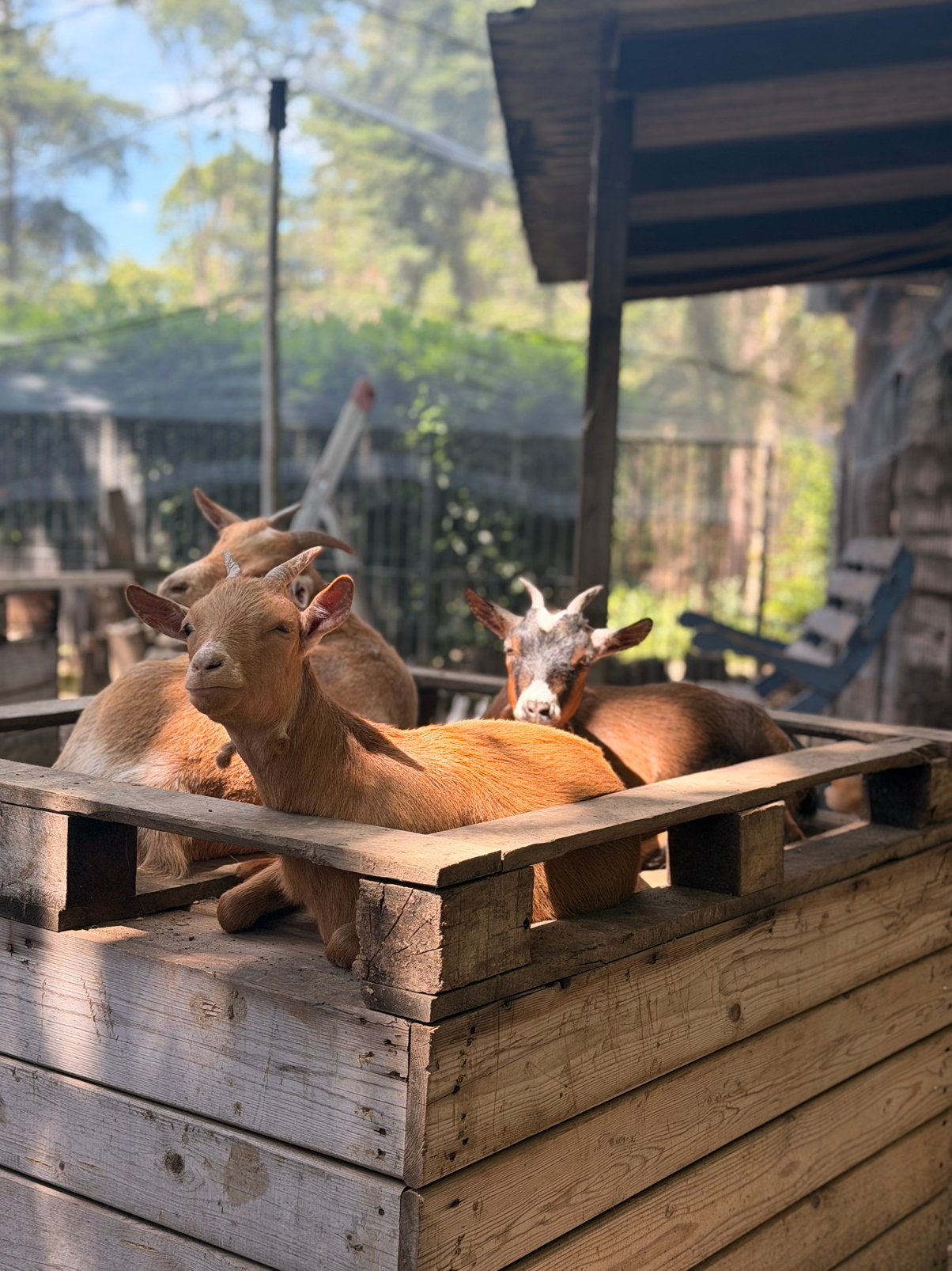 Dwerggeit, Animaux & Accessoires, Moutons, Chèvres & Cochons, Chèvre