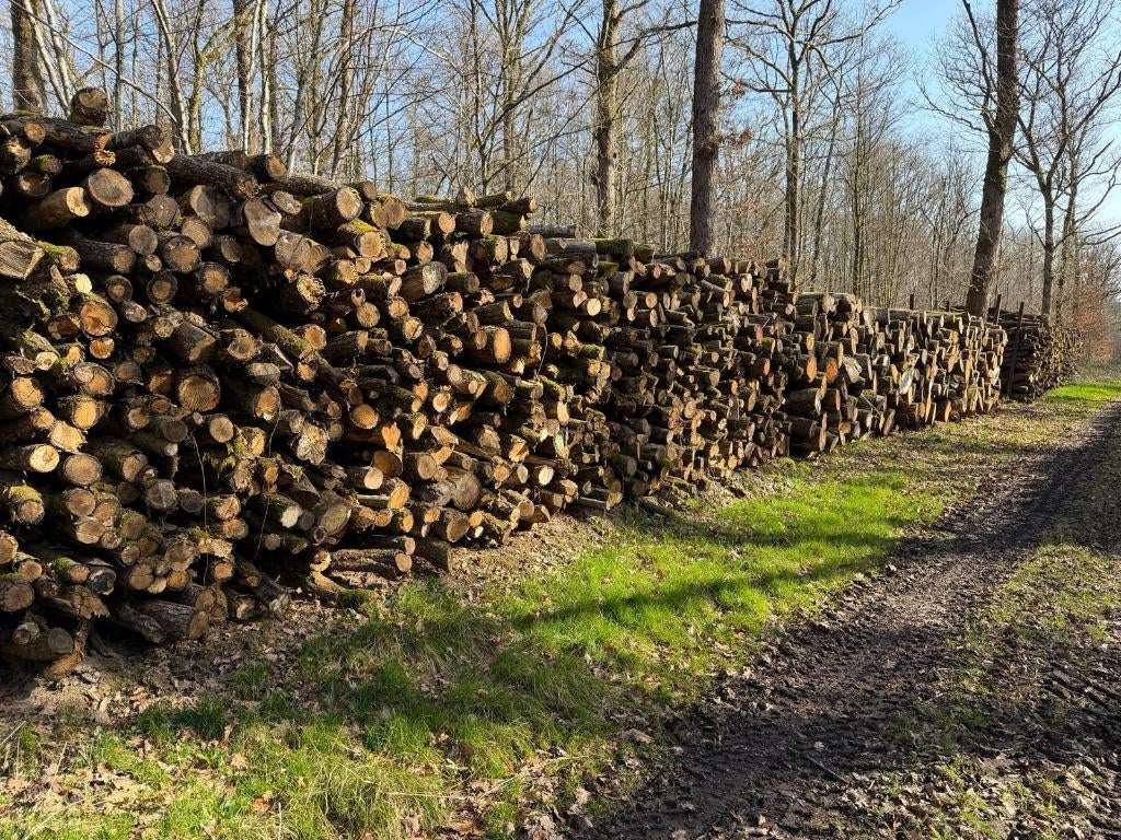 Bois de chauffage - 2 m - prix livré par camion complet, 6 m³ ou plus, Envoi, Chêne, Branches