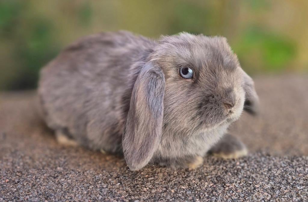 MINILOP x NHD RAM, Dieren en Toebehoren, Konijnen, Mannelijk, Dwerg, Hangoor, 0 tot 2 jaar