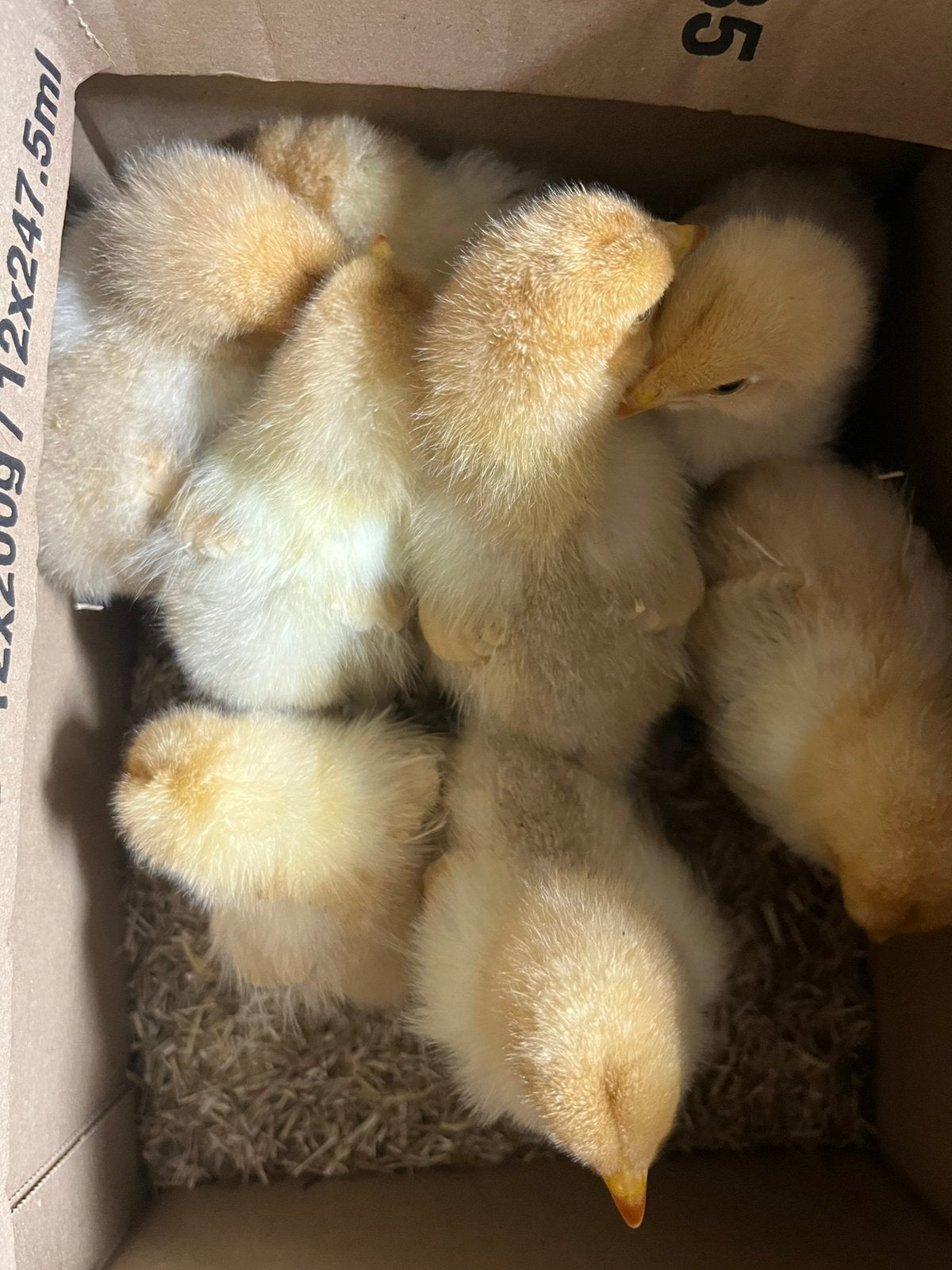 Kuikens brahma colmbia buff zwart ouder dan week, Dieren en Toebehoren, Pluimvee