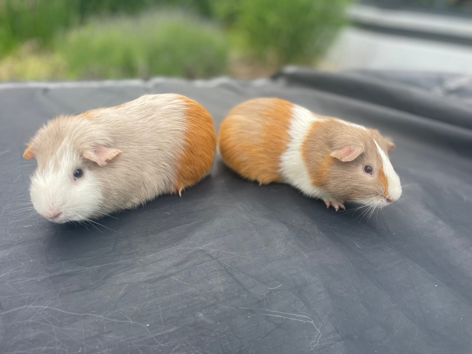 Jinge cavia’s, Dieren en Toebehoren, Cavia, Mannelijk, Tam, Oktober