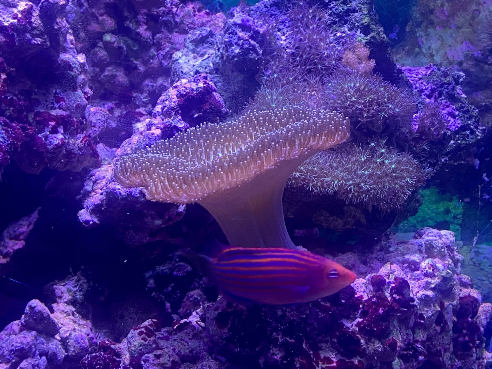 Zeeaquarium inhoud, Dieren en Toebehoren, Vis, Zoutwatervis